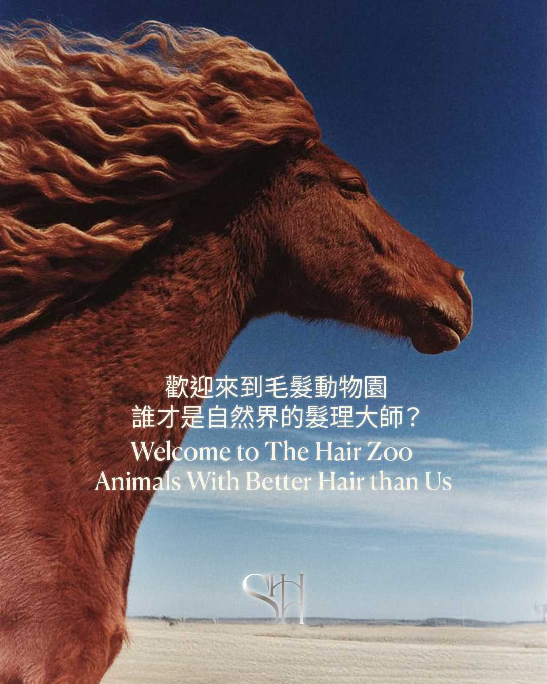 歡迎來到毛髮動物園!誰才是自然界的髮理大師? Welcome to The Hair Zoo: Who Are Nature’s True Hair Masters?